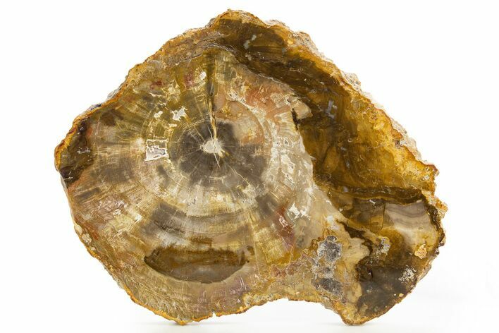 Beautiful, Petrified Wood (Araucaria) Slab - Madagascar #327310